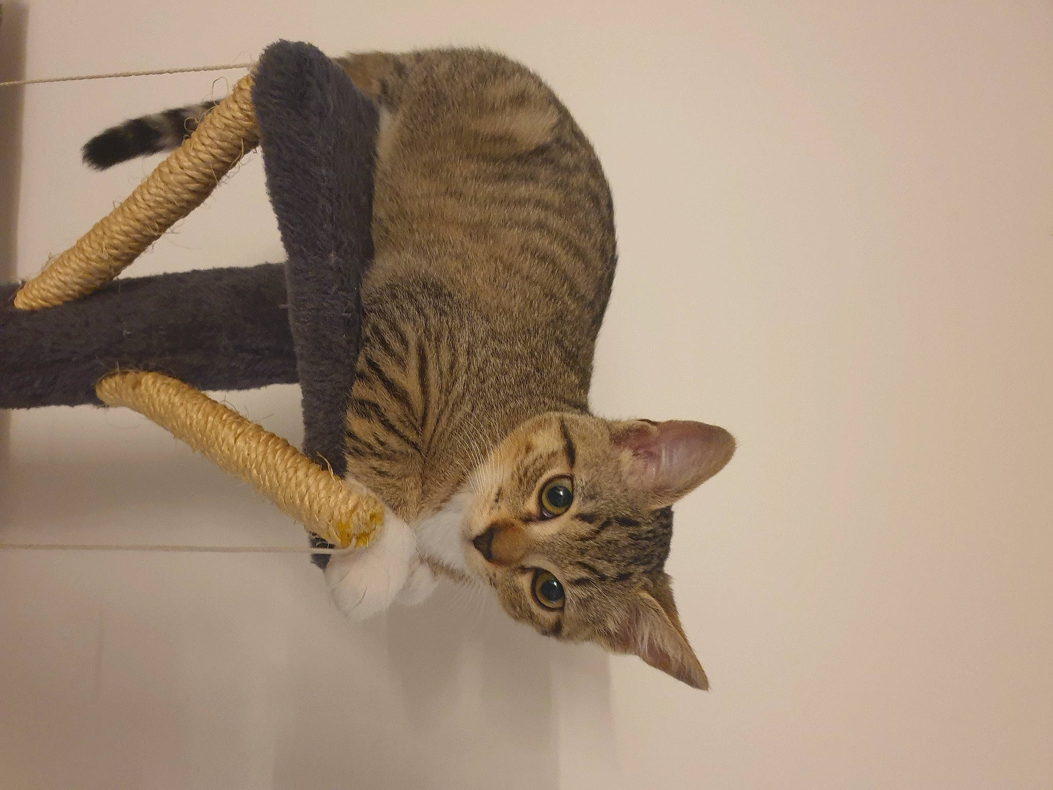 Grignette participe au concours pour gagner de l'argent avec cette photo : carnivore, cat, claw, domestic_short_haired_cat, fawn, felidae, fur, paw, plant, plant_stem, small_to_medium_sized_cats, snout, tail, terrestrial_animal, twig, vertebrate, whiskers, wildlife, wing, wood