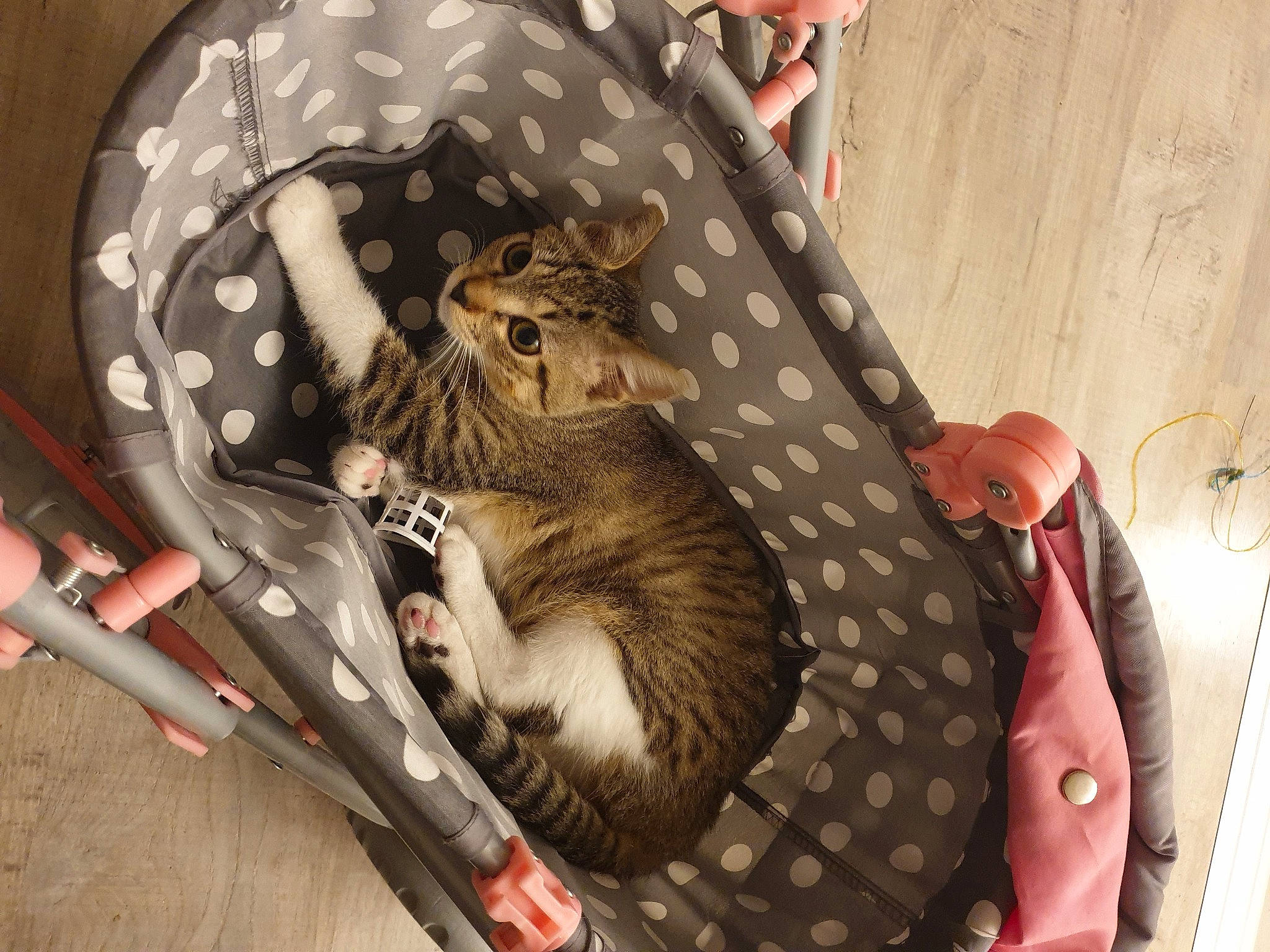 Grignette a rejoint le concours — aidez-le/la à gagner de superbes lots ! bag, baggage, claw, comfort, fashion_accessory, fawn, felidae, fur, hat, luggage_and_bags, pattern, procyonidae, room, small_to_medium_sized_cats, tail, terrestrial_animal, vertebrate, whiskers, wildlife