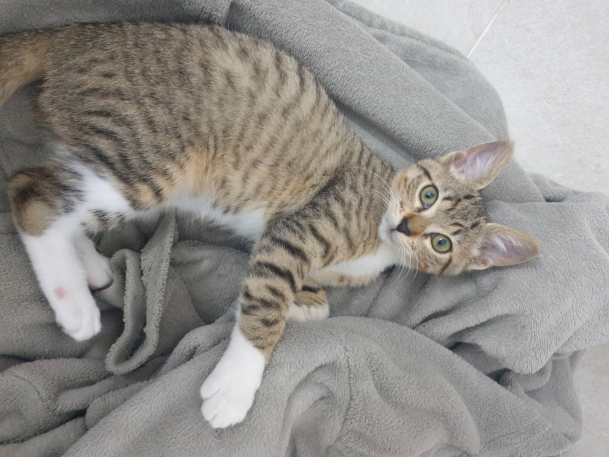 Grignette a rejoint le concours — aidez-le/la à gagner de superbes lots ! carnivore, cat, cat_bed, claw, comfort, domestic_short_haired_cat, felidae, fur, grey, nap, paw, small_to_medium_sized_cats, snout, tail, terrestrial_animal, whiskers