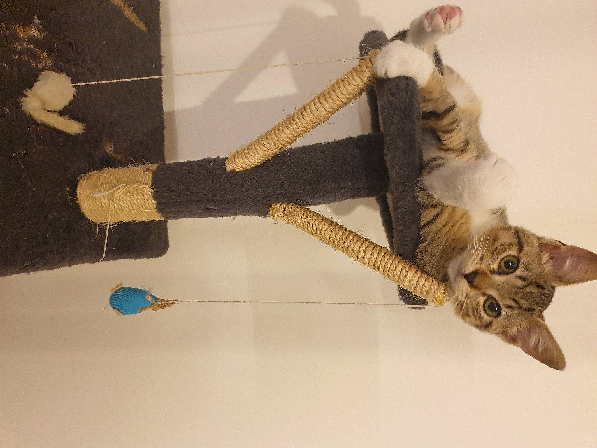 Grignette a rejoint le concours — aidez-le/la à gagner de superbes lots ! art, cat, fawn, felidae, fur, reptile, sculpture, skeleton, small_to_medium_sized_cats, tail, terrestrial_animal, visual_arts, wood