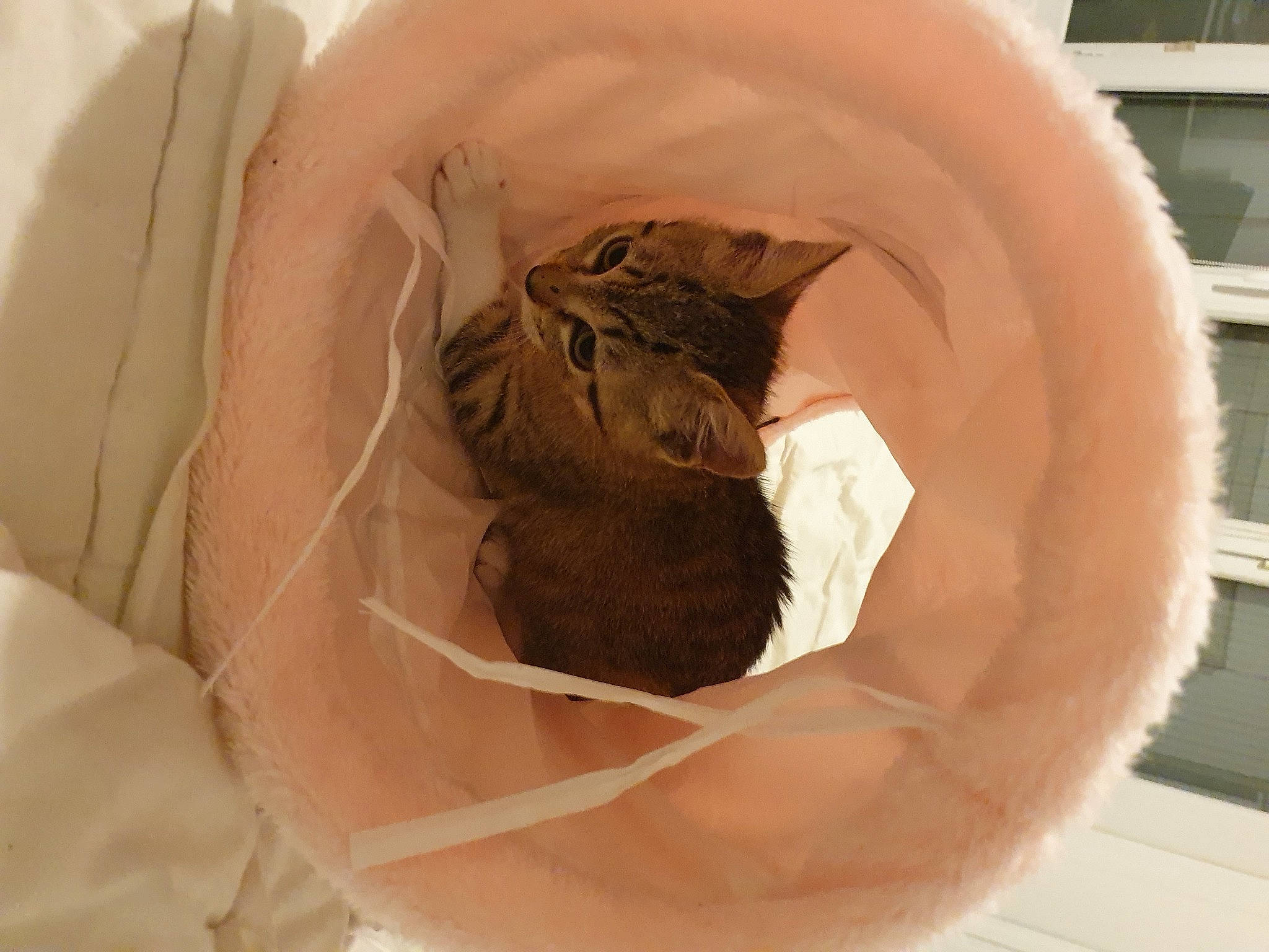 Grignette a rejoint le concours — aidez-le/la à gagner de superbes lots ! art, artifact, bird_nest, cat, cat_bed, cat_supply, domestic_short_haired_cat, fawn, feather, felidae, fish, fur, packing_materials, paper_product, plant, plastic_bag, small_to_medium_sized_cats, tail, twig, whiskers