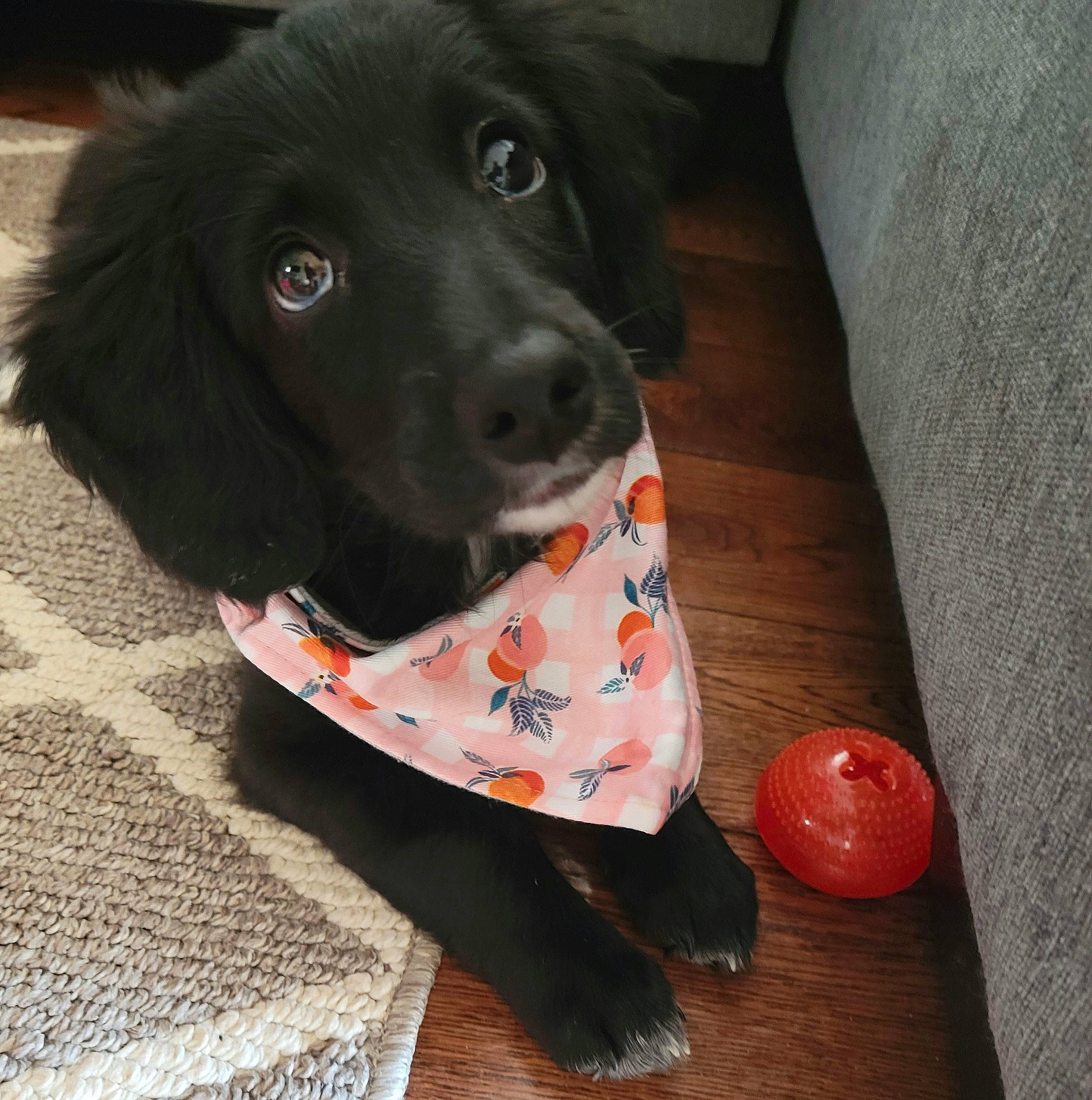 Lenna joined the competition — help win amazing prizes! borador, canidae, carmine, carnivore, collar, companion_dog, dog, dog_breed, dog_collar, dog_supply, floor, flooring, fur, hardwood, pet_supply, snout, sporting_group, whiskers, wood, working_animal