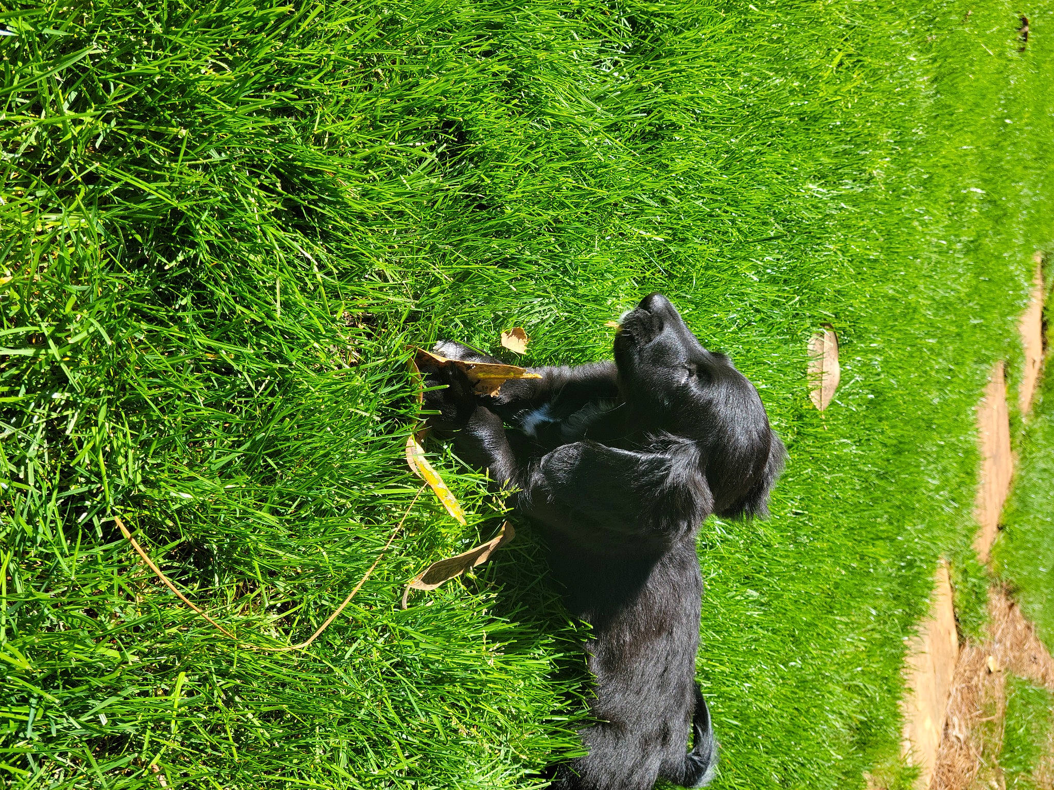 Lenna joined the competition — help win amazing prizes! canidae, carnivore, common_chimpanzee, companion_dog, dog_breed, fur, grass, grassland, groundcover, pasture, plant, primate, shrub, sporting_group, tail, terrestrial_animal, terrestrial_plant, trunk, wildlife, working_animal