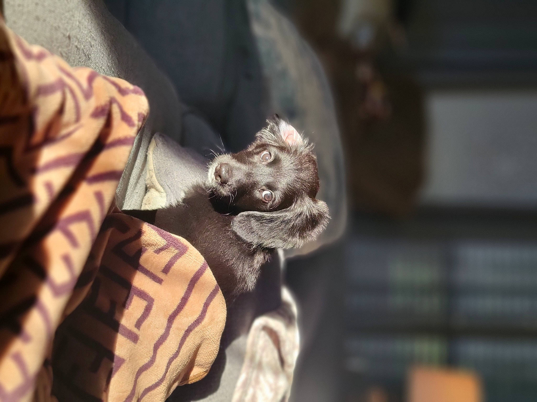 Lenna is registered to the contest to win money with this photo: art, artifact, auto_part, automotive_tire, automotive_wheel_system, bird_of_prey, carving, claw, fur, metal, monument, pattern, reptile, scaled_reptile, sculpture, serpent, statue, visual_arts, wood, wrinkle