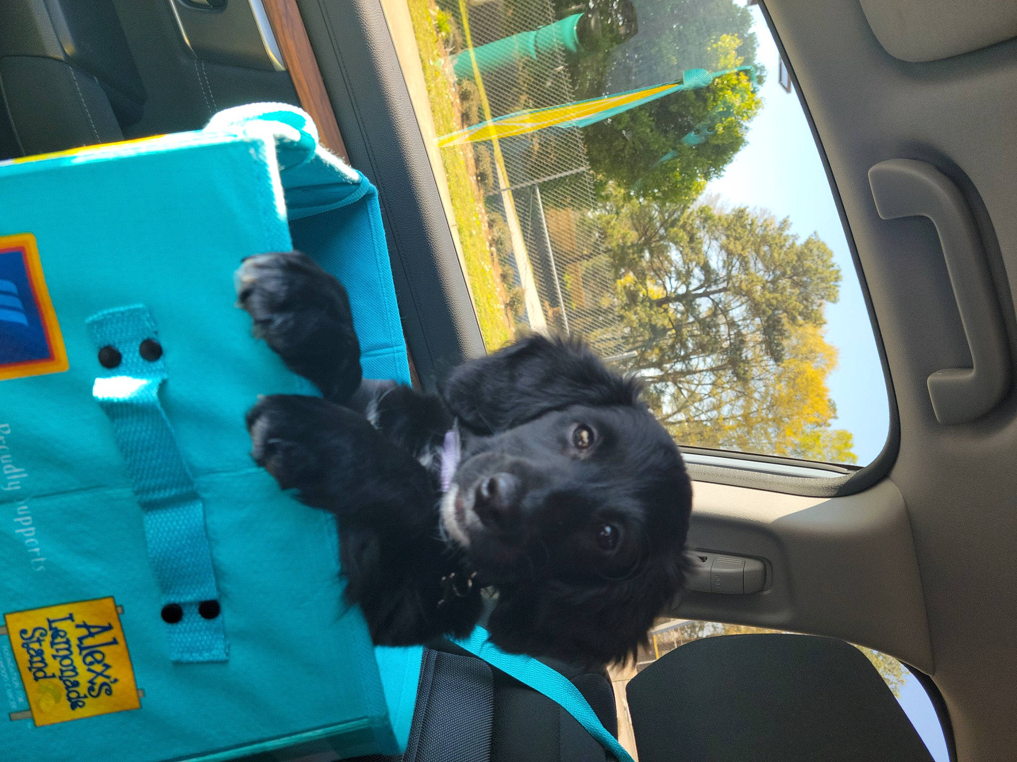 Lenna joined the competition — help win amazing prizes! auto_part, automotive_exterior, automotive_window_part, car_seat_cover, carnivore, companion_dog, dog, dog_breed, electric_blue, family_car, glass, green, motor_vehicle, snout, sporting_group, steering_wheel, tree, vehicle, vehicle_door, windshield