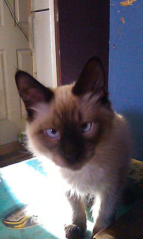 Keegan joined the competition — help win amazing prizes! birman, carnivore, cat, fawn, felidae, fur, siamese, small_to_medium_sized_cats, snout, tail, thai, whiskers