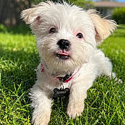Cooper is registered to the contest to win money with this photo: animal, blurred_background, collar, cute, dog, grass, greenery, house, name_tag, nature, outdoor, pet, playful, puppy, summer, sunlight, tongue_out, tree, white_fur, young_dog