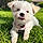 Cooper