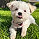 Cooper