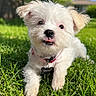 animal, blurred_background, collar, cute, dog, grass, greenery, house, name_tag, nature, outdoor, pet, playful, puppy, summer, sunlight, tongue_out, tree, white_fur, young_dog