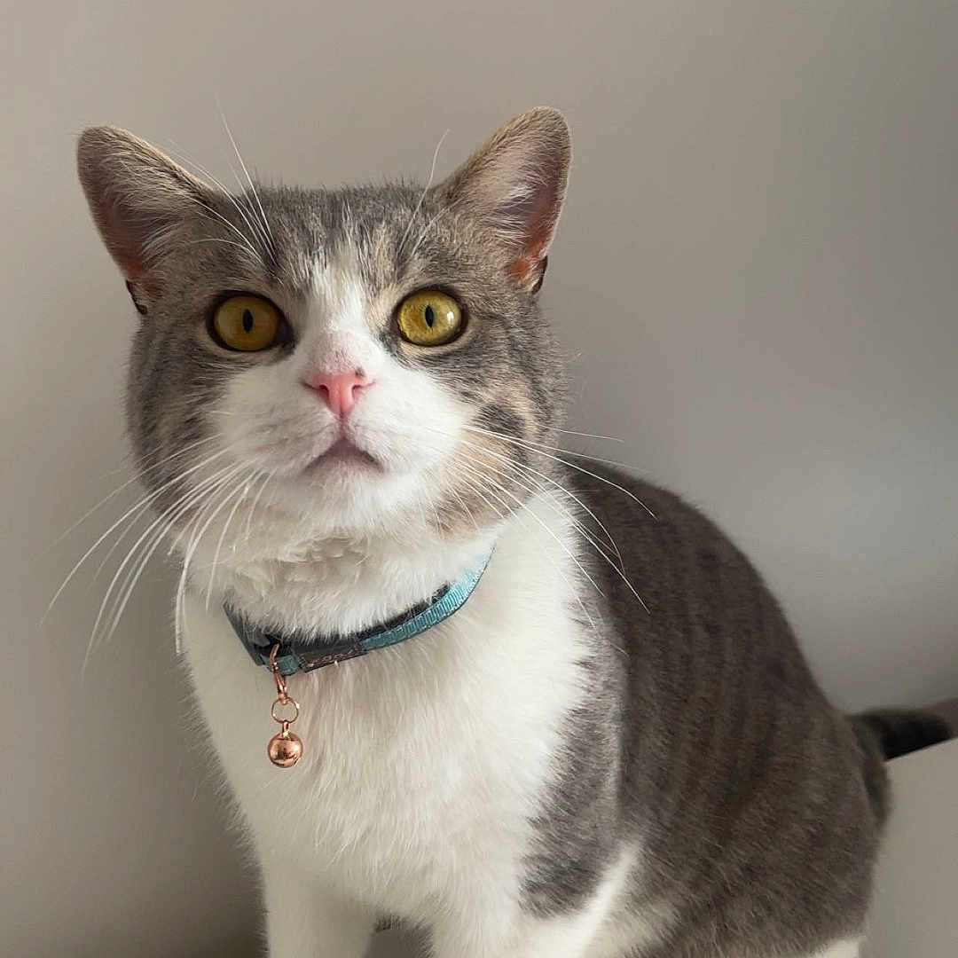 Charlie joined the competition — help win amazing prizes! alert, animal, bell, cat, collar, curious, cute, domestic_cat, ears, feline, fur, gray_and_white, indoor, paws, pet, portrait, sitting, table, whiskers, yellow_eyes
