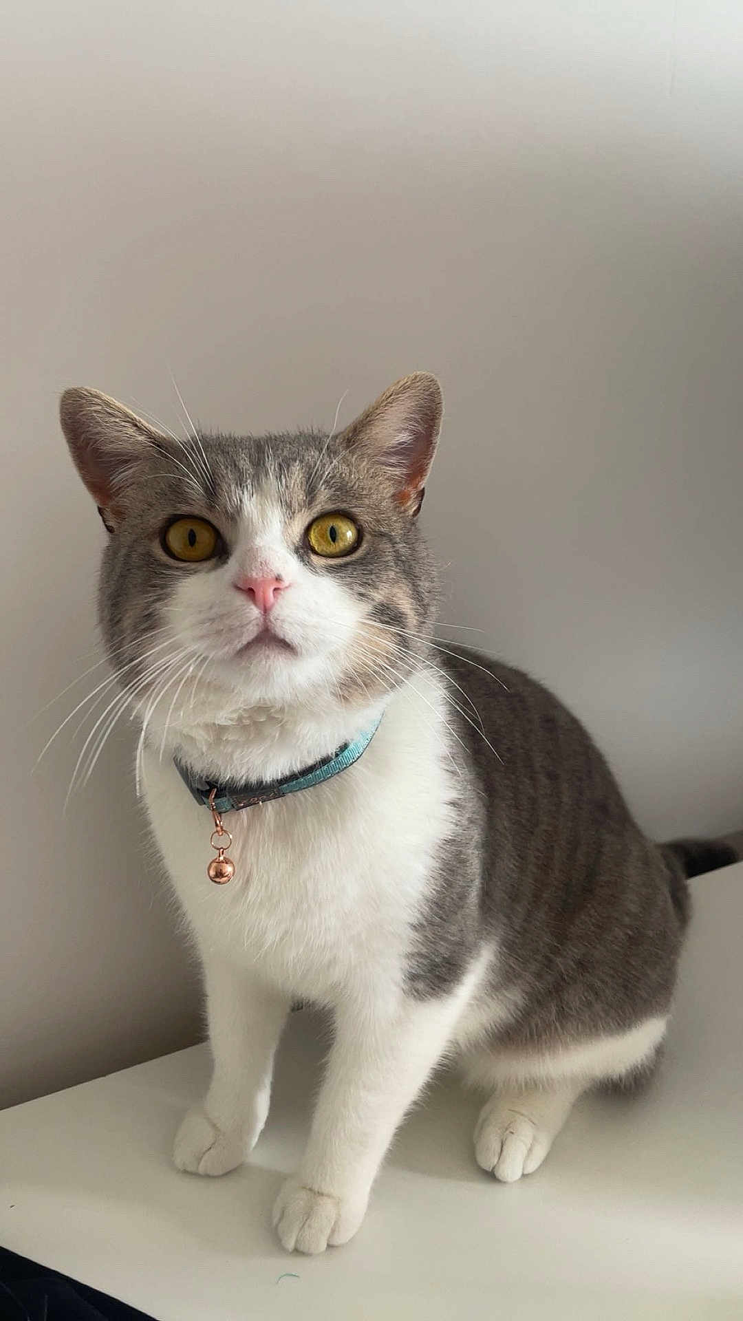 Charlie joined the competition — help win amazing prizes! cat, gray_and_white, yellow_eyes, collar, bell, pet, animal, whiskers, ears, paws, fur, indoor, curious, sitting, portrait, feline, domestic_cat, cute, alert, table