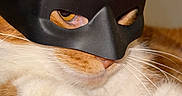 Escanor is registered to the contest to win money with this photo: animal, black_mask, cat, close_up, costume, cute, domestic_cat, feline, funny, fur, indoor, masked, orange_cat, paws, pet, portrait, resting, superhero_mask, whiskers, white_fur