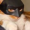 animal, black_mask, cat, close_up, costume, cute, domestic_cat, feline, funny, fur, indoor, masked, orange_cat, paws, pet, portrait, resting, superhero_mask, whiskers, white_fur