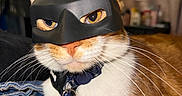 Escanor is registered to the contest to win money with this photo: animal, cat, close_up, collar, costume, cute, domestic_animal, ears, face, feline, indoor, mask, orange_cat, pet, portrait, resting, superhero_mask, tag, whiskers, white_fur