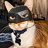 Escanor is registered to the contest to win money with this photo: animal, cat, close_up, collar, costume, cute, domestic_animal, ears, face, feline, indoor, mask, orange_cat, pet, portrait, resting, superhero_mask, tag, whiskers, white_fur