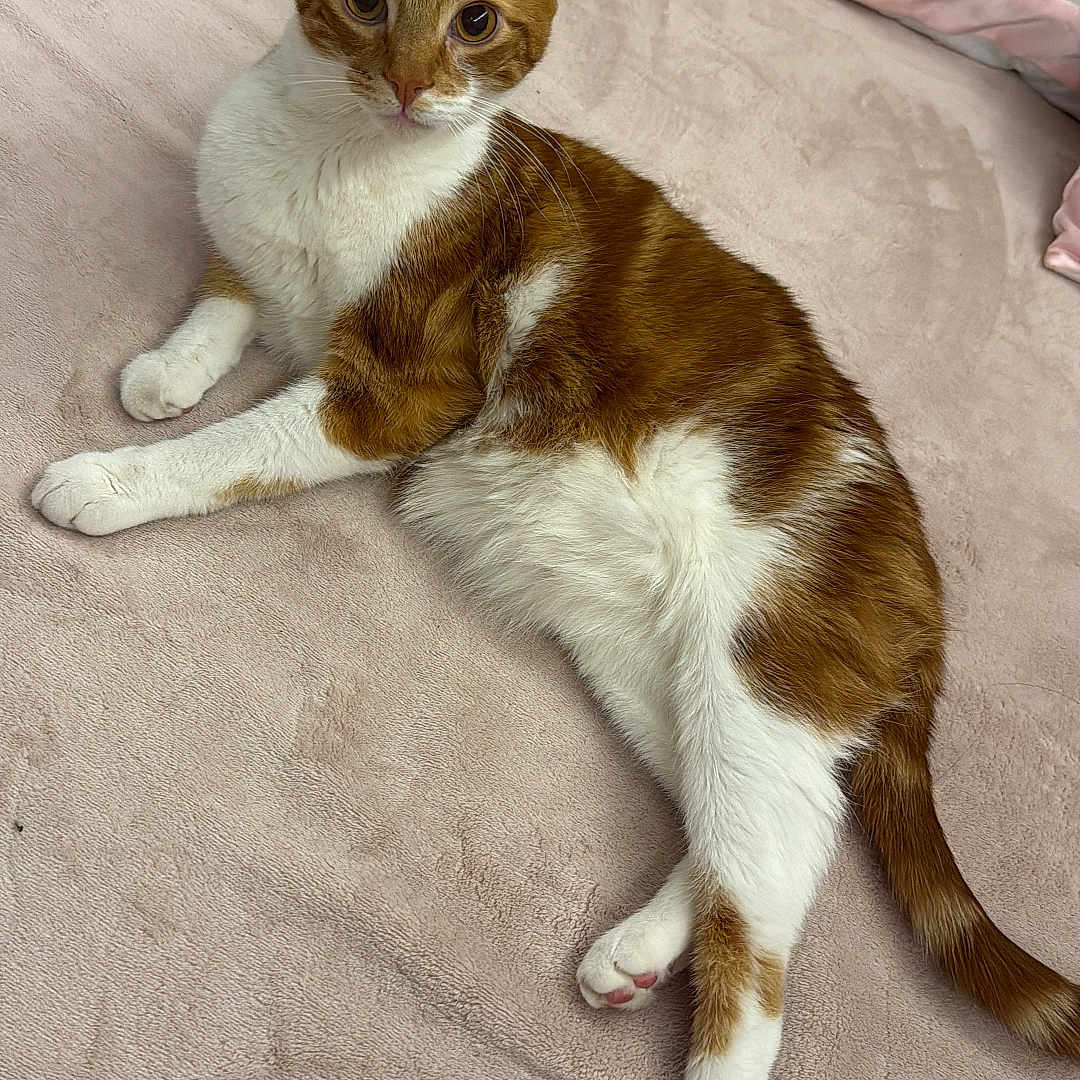 Escanor