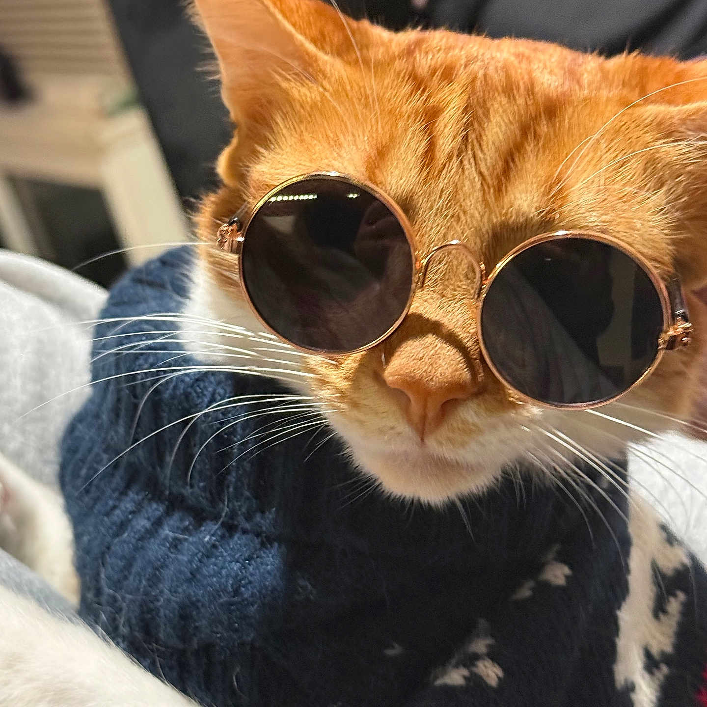 Escanor joined the competition — help win amazing prizes! animal, cat, close_up, cozy, cute, cute_pet, domestic_cat, eyewear, fashion, feline, ginger_cat, indoor, indoor_lighting, orange_fur, pet, portrait, relaxed, sunglasses, sweater, whiskers