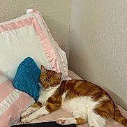 Escanor joined the competition — help win amazing prizes! bed, blue_pillow, cat, cozy, feline, fur, home, indoor, laptop, macbook, orange_cat, pet, pillow, pink_pillow, relaxed, resting, sleeping, soft_texture, white_cat, white_pillow