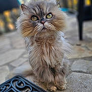 Griotte participe au concours pour gagner de l'argent avec cette photo : cat, fluffy, long_hair, outdoor, patio, doormat, curious, animal, pet, fur, whiskers, closeup, green_eyes, face, sitting, quiet, nature, stone_floor, domestic, cute