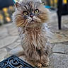 animal, cat, closeup, curious, cute, domestic, doormat, face, fluffy, fur, green_eyes, long_hair, nature, outdoor, patio, pet, quiet, sitting, stone_floor, whiskers