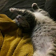 Symba participe au concours pour gagner de l'argent avec cette photo : cat, kitten, sleeping, stretching, blanket, sofa, pet, fur, tabby, indoor, cozy, paw, belly, relaxed, napping, whiskers, soft_texture, home, cute, animal