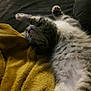 cat, kitten, sleeping, stretching, blanket, sofa, pet, fur, tabby, indoor, cozy, paw, belly, relaxed, napping, whiskers, soft_texture, home, cute, animal