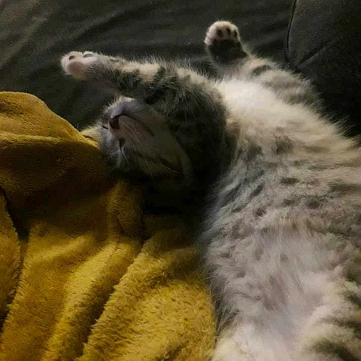 Symba participe au concours pour gagner de l'argent avec cette photo : animal, belly, blanket, cat, cozy, cute, fur, home, indoor, kitten, napping, paw, pet, relaxed, sleeping, sofa, soft_texture, stretching, tabby, whiskers
