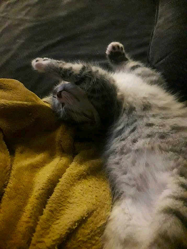 Symba participe au concours pour gagner de l'argent avec cette photo : cat, kitten, sleeping, stretching, blanket, sofa, pet, fur, tabby, indoor, cozy, paw, belly, relaxed, napping, whiskers, soft_texture, home, cute, animal