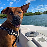 Archie joined the competition — help win amazing prizes! dog, brown_dog, pet, animal, boat, water, sky, clouds, outdoor, sunny, harness, portrait, canine, nature, daytime, happy, ears, snout, tongue, vacation