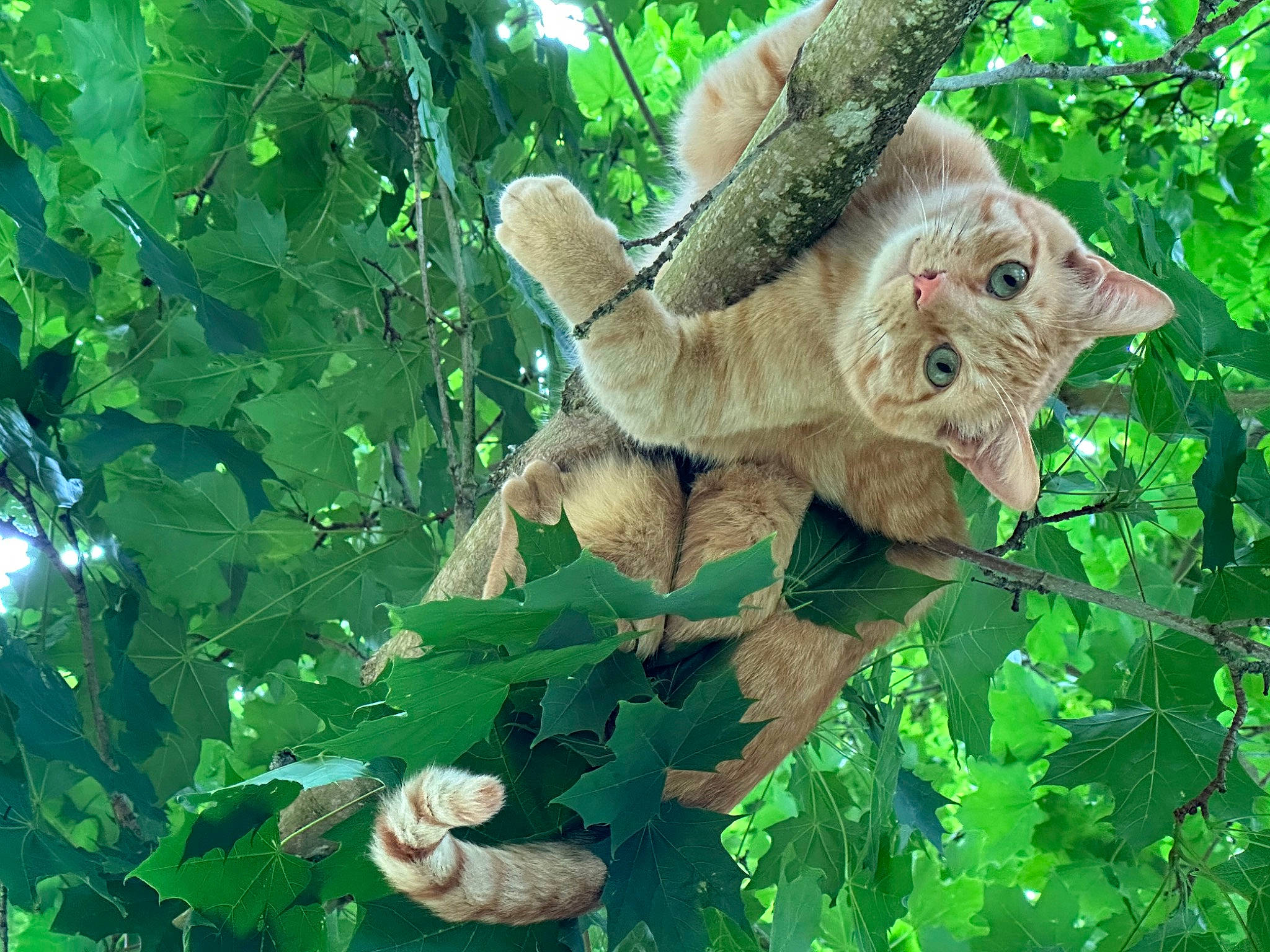 Chief is registered to the contest to win money with this photo: botany, branch, fawn, forest, jungle, marsupial, northern_hardwood_forest, plant, terrestrial_plant, tree, trunk, twig, vegetation, wildlife, wood