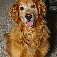 Boomer is registered to the contest to win money with this photo: dog, golden_retriever, pet, indoor, carpet, tongue_out, fur, canine, animal, friendly, cute, sitting, happy, domestic, mammal, companion, portrait, face, ears, nose