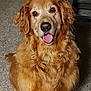 dog, golden_retriever, pet, indoor, carpet, tongue_out, fur, canine, animal, friendly, cute, sitting, happy, domestic, mammal, companion, portrait, face, ears, nose