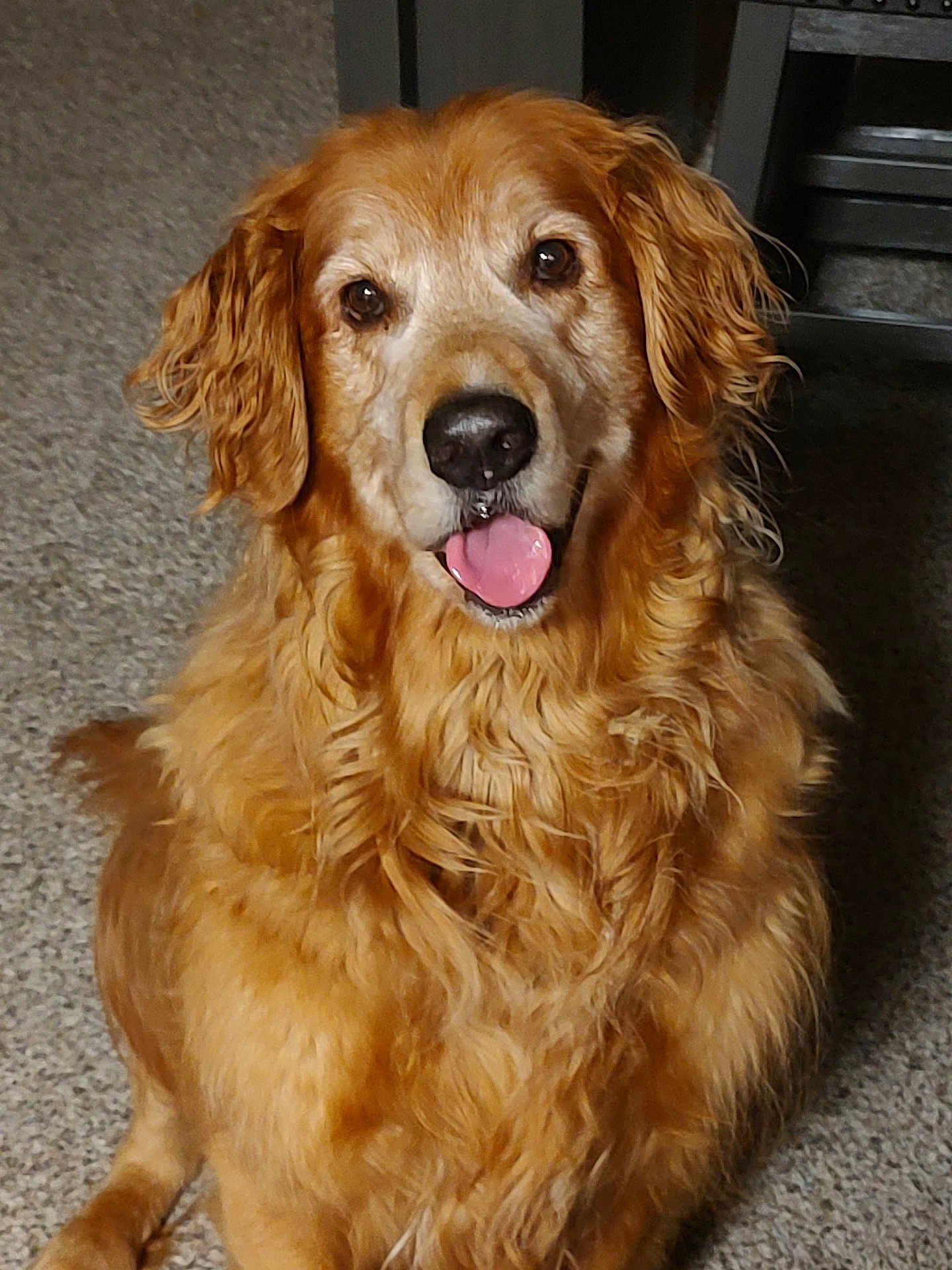 Boomer is registered to the contest to win money with this photo: dog, golden_retriever, pet, indoor, carpet, tongue_out, fur, canine, animal, friendly, cute, sitting, happy, domestic, mammal, companion, portrait, face, ears, nose