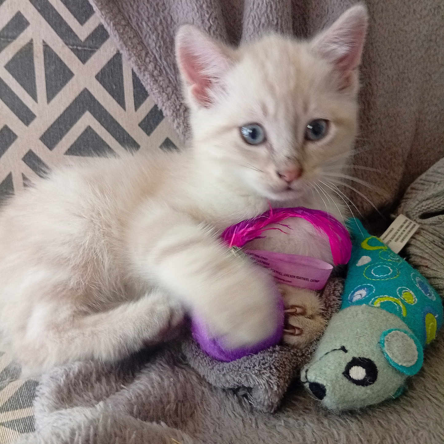 Perle participe au concours pour gagner de l'argent avec cette photo : animal, blanket, blue_eyes, cat, cozy, cute, domestic, feather, feline, fur, indoor, kitten, pet, playful, plush_toy, resting, sleeping_area, soft, toy, young_animal