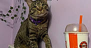Kelsey is registered to the contest to win money with this photo: cat, tabby_cat, pet, animal, sitting, portrait, yellow_eyes, collar, bell, whiskers, ivy, houseplant, indoor, wall, purple_wall, cabinet, root_beer, drink, straw, remote_control