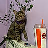 cat, tabby_cat, pet, animal, sitting, portrait, yellow_eyes, collar, bell, whiskers, ivy, houseplant, indoor, wall, purple_wall, cabinet, root_beer, drink, straw, remote_control