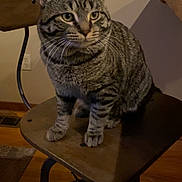 Kelsey is registered to the contest to win money with this photo: cat, tabby_cat, pet, animal, sitting, bar_stool, furniture, indoor, home, wooden_floor, striped_fur, whiskers, pointed_ears, alert, portrait, gray, brown, domestic_animal, room, photography