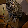 cat, tabby_cat, pet, animal, sitting, bar_stool, furniture, indoor, home, wooden_floor, striped_fur, whiskers, pointed_ears, alert, portrait, gray, brown, domestic_animal, room, photography