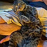 cat, tabby_cat, pet, animal, furry, striped_fur, reclining, lying_down, paws_up, open_mouth, funny_expression, indoor, couch, cushion, blanket, human, legs, cozy, portrait, close_up