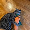 cat, tabby, pet, animal, feline, striped_fur, wide_eyes, whiskers, ears, face, lying_down, hugging, plush_toy, carrot, stuffed_animal, hardwood_floor, indoor, playful, portrait, photography