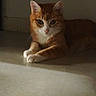 cat, ginger_cat, white_paws, indoor, floor, relaxed, alert_eyes, moody_lighting, pet, animal, feline, whiskers, ears, resting, quiet, shadow, cute, domestic_cat, calm, lonely