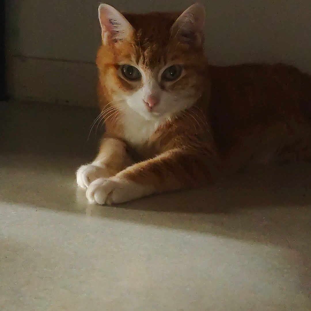 Kisa a rejoint le concours — aidez-le/la à gagner de superbes lots ! cat, ginger_cat, white_paws, indoor, floor, relaxed, alert_eyes, moody_lighting, pet, animal, feline, whiskers, ears, resting, quiet, shadow, cute, domestic_cat, calm, lonely