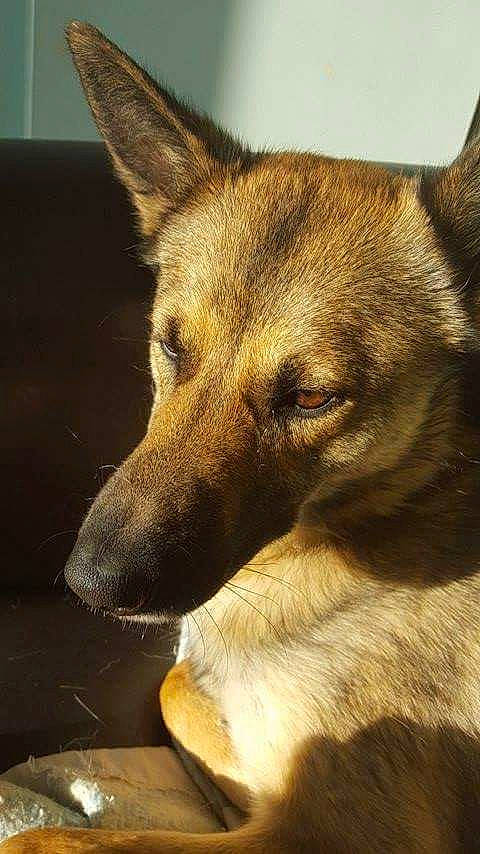 Java participe au concours pour gagner de l'argent avec cette photo : aspin, belgian_shepherd_malinois, canidae, carnivore, dog, dog_breed, ear, fawn, formosan_mountain_dog, kunming_wolfdog, mammal, new_guinea_singing_dog, potcake_dog, snout, street_dog, vertebrate, whiskers