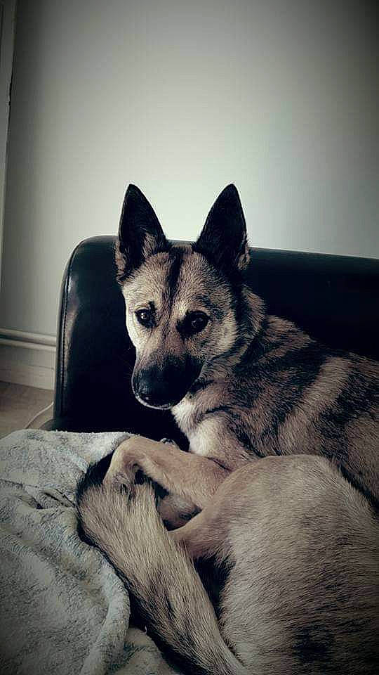 Java participe au concours pour gagner de l'argent avec cette photo : canidae, carnivore, czechoslovakian_wolfdog, dog, dog_breed, jamthund, mammal, native_american_indian_dog, northern_inuit_dog, norwegian_elkhound, norwegian_lundehund, rare_breed_dog, saarloos_wolfdog, seppala_siberian_sleddog, siberian_husky, snout, swedish_vallhund, tamaskan_dog, vertebrate, wolfdog