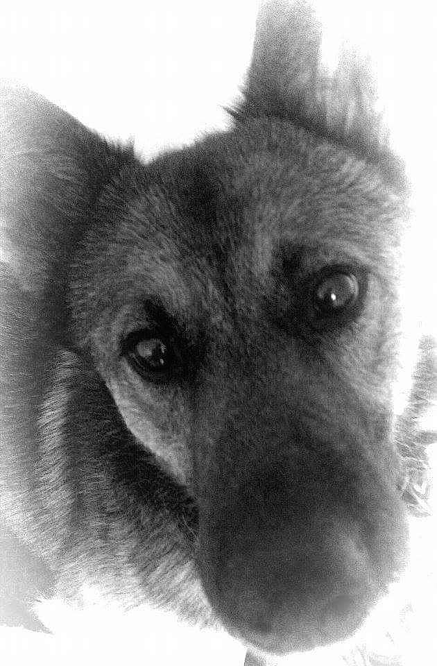 Java a rejoint le concours — aidez-le/la à gagner de superbes lots ! black_and_white, black_norwegian_elkhound, canidae, carnivore, dog, dog_breed, drawing, ear, eye, german_shepherd_dog, jamthund, king_shepherd, kunming_wolfdog, mammal, monochrome, norwegian_elkhound, nose, snout, vertebrate, working_dog