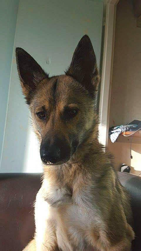 Java a rejoint le concours — aidez-le/la à gagner de superbes lots ! belgian_shepherd, belgian_shepherd_malinois, canidae, carnivore, czechoslovakian_wolfdog, dog, dog_breed, east_european_shepherd, fawn, german_shepherd_dog, king_shepherd, kunming_wolfdog, mammal, norwegian_elkhound, old_german_shepherd_dog, rare_breed_dog, shiloh_shepherd_dog, snout, vertebrate, wolfdog