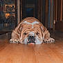 Mack joined the competition — help win amazing prizes! bulldog, dog, pet, indoor, wooden_floor, hallway, home_interior, animal, resting, sleepy, wrinkles, brown, white, paws, floor, cabinet, collectibles, door, furniture, cute