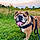 Mack