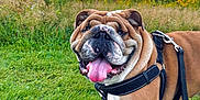 Mack is registered to the contest to win money with this photo: dog, english_bulldog, pet, animal, leash, harness, grass, field, wildflowers, outdoor, nature, sunset, sky, happy, tongue_out, smiling, closeup, mammal, canine, portrait